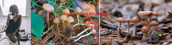 мяу мяу кристалл Богданович